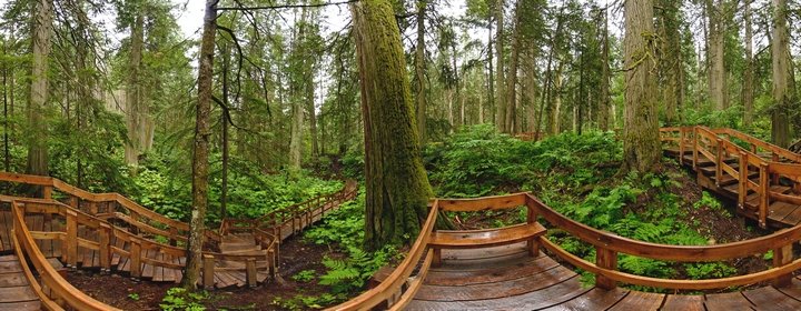 Giant Cedar Trees, British Columbia, Canada.