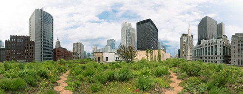 Rooftop Garden, Chicago City Hall • Southwest Corner.